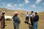 بازدید و بررسی وضعیت بهداشتی جمعیت دامی مناطق ییلاقی شهرستان رضوانشهر 